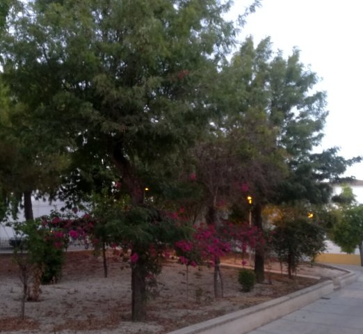Plaza Carlos Cano (1)